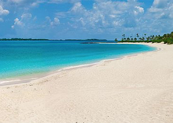 The Atlantis Reef Project​