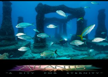 The Atlantis Reef Project​